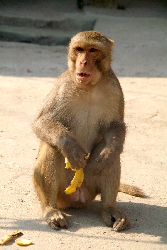 	Indien: Er hat die Banane geklaut	