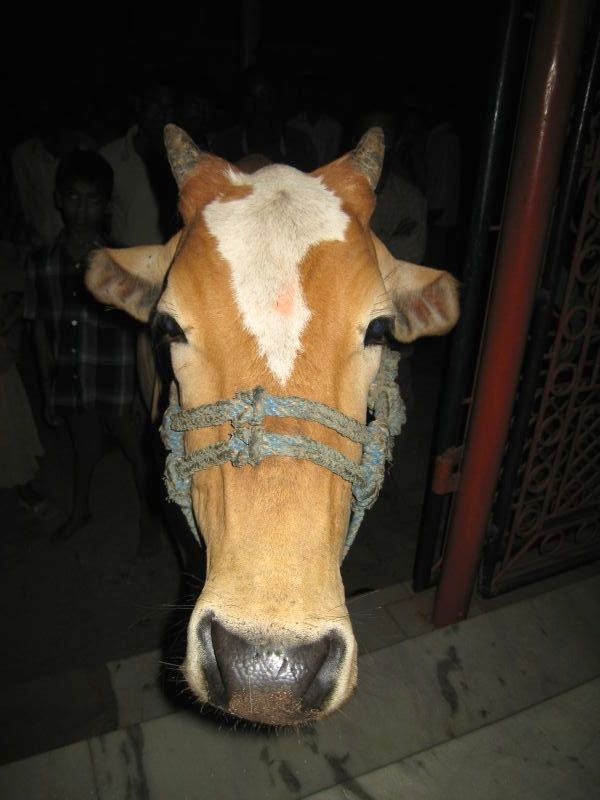 	Indien: Da ist sie die heilige Kuh	