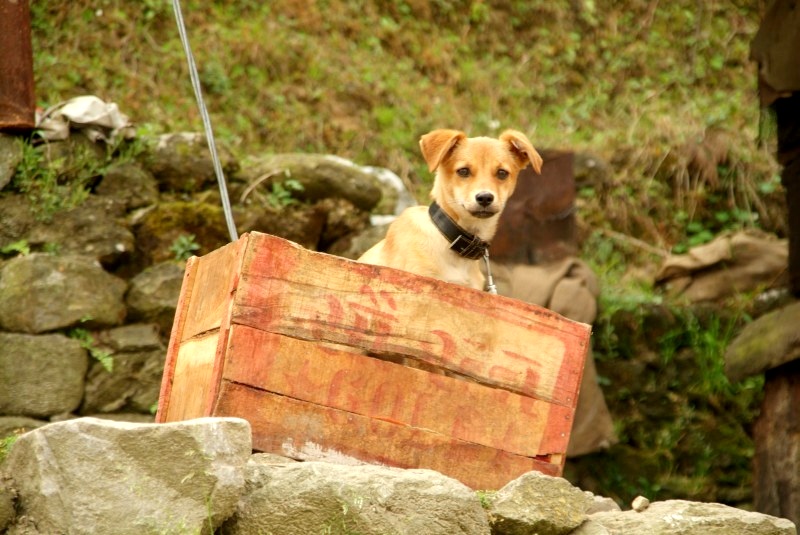 Indien: Hund in Kiste