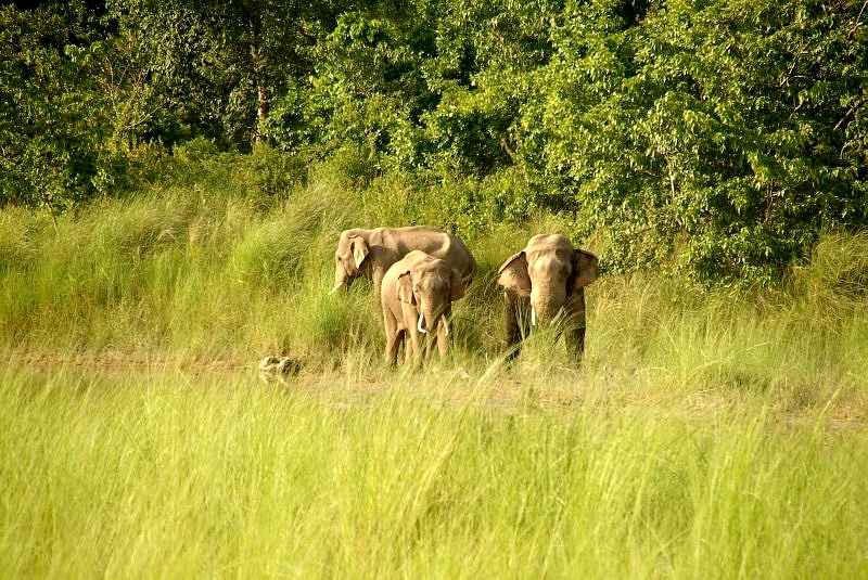 Nepal: WOW wilde Elephanten