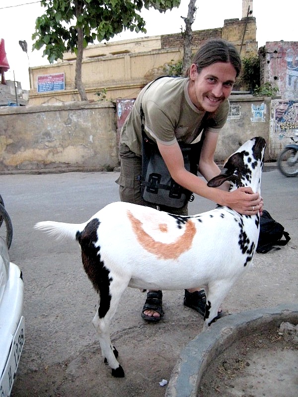 Indien: Ziegen auf der Strasse