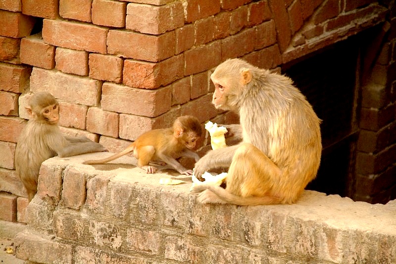 Indien: Affen für uns eine Sehenswürdigkeit für viele Inder eine Plage