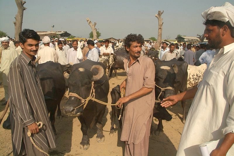 pakistan-tiermarkt-kuhhandel