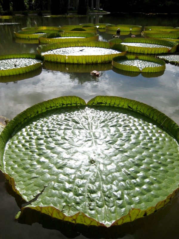 Jinghong, Yunnan, China: Botanischer Garten