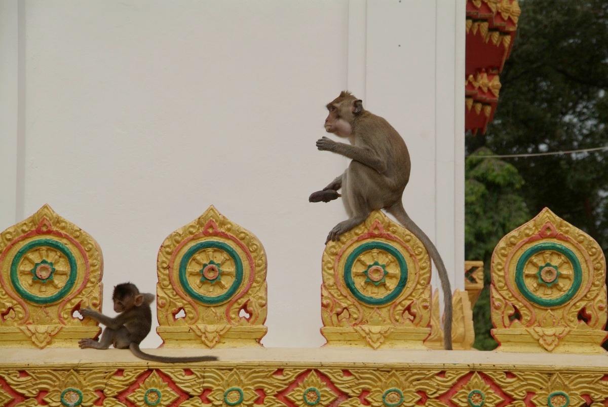Isan, Thailand: Freche Affen