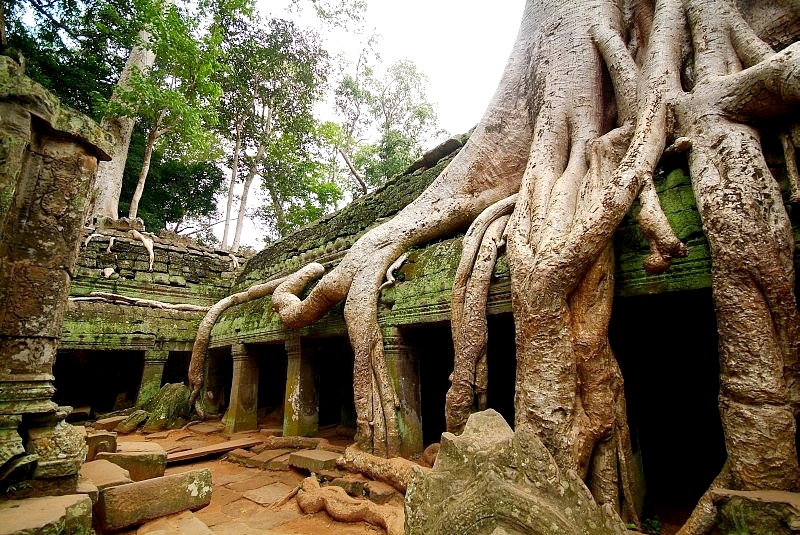 	Kambodscha: In hunderten Jahren sind Mammutbäume über die Tempel von Angkor Wat gewachsen	